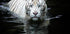 Looking at Me Looking at You - Posterbox