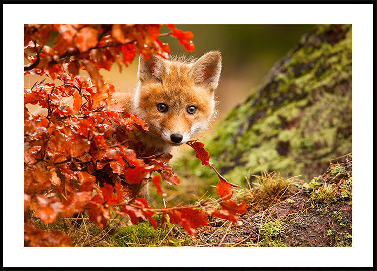 Fox  Plakat - Posterbox