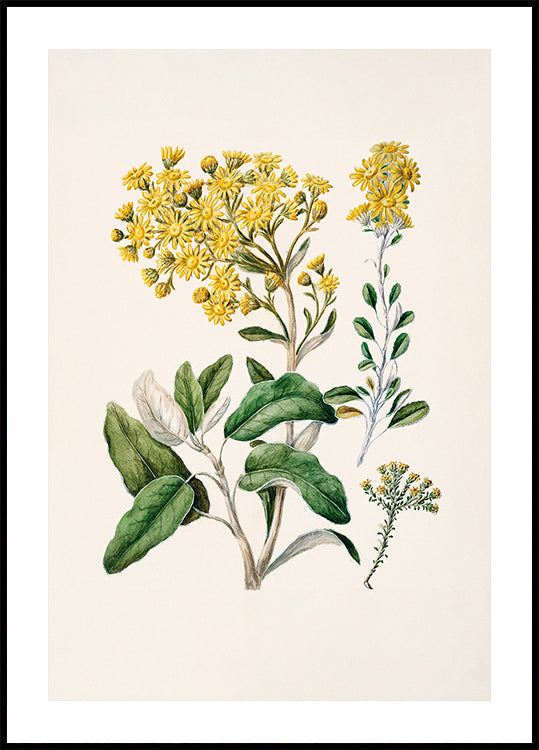 Une illustration botanique représentant une variété de fleurs jaunes et de feuilles vertes sur un fond clair.
