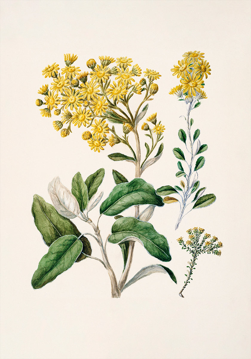 L'image est une illustration botanique présentant une variété de fleurs jaunes et de feuilles vertes.