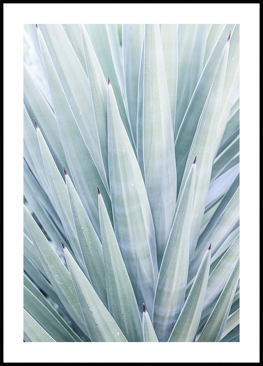 Azure Agave Dance - Posterbox