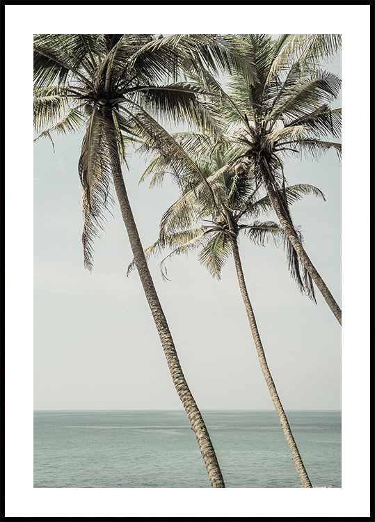 Ocean Breeze Palms Plakat - Posterbox