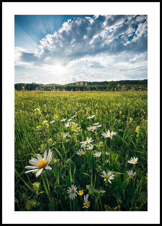 Flowering Meadow - Posterbox