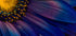 Blue Rays Plakat - Posterbox