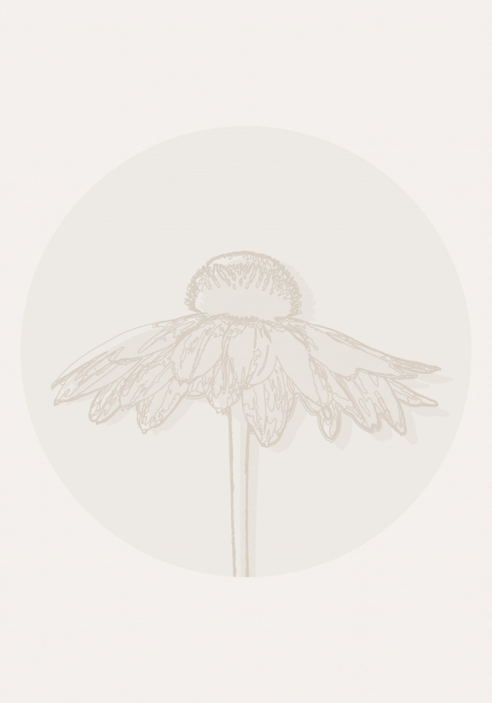 Floraison minimaliste d’échinacée