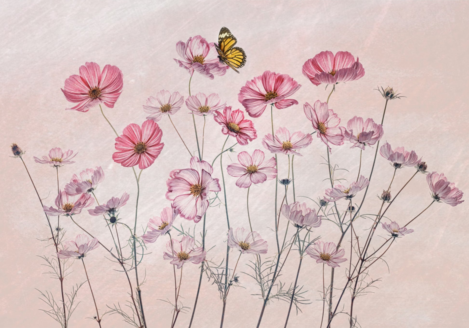 Papillon cosmos rose