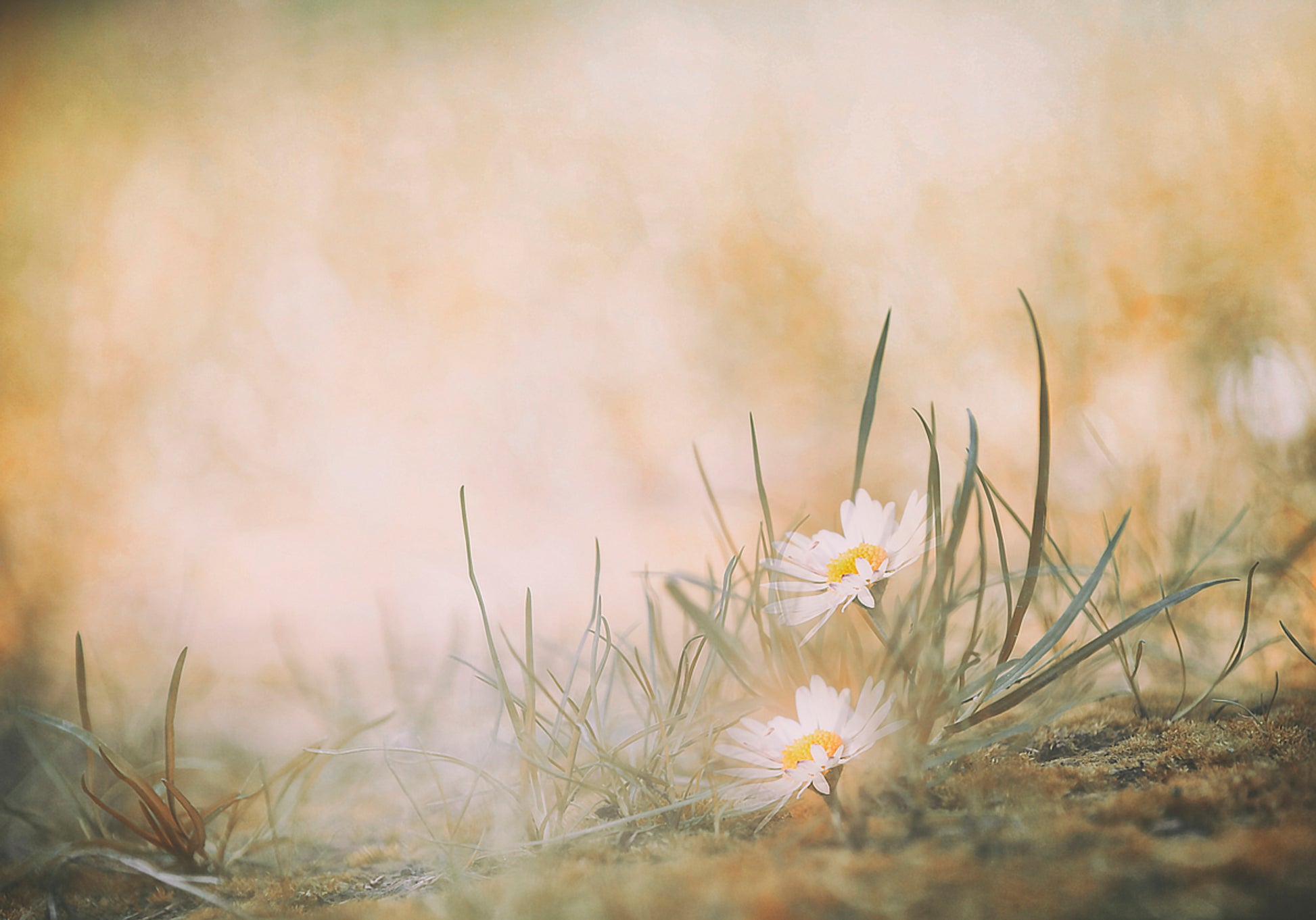 Marguerites paisibles des prés