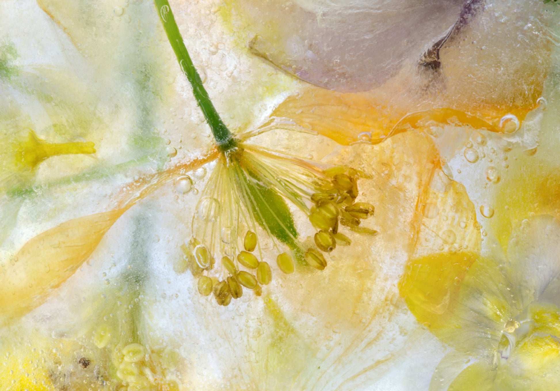 Glace au pavot