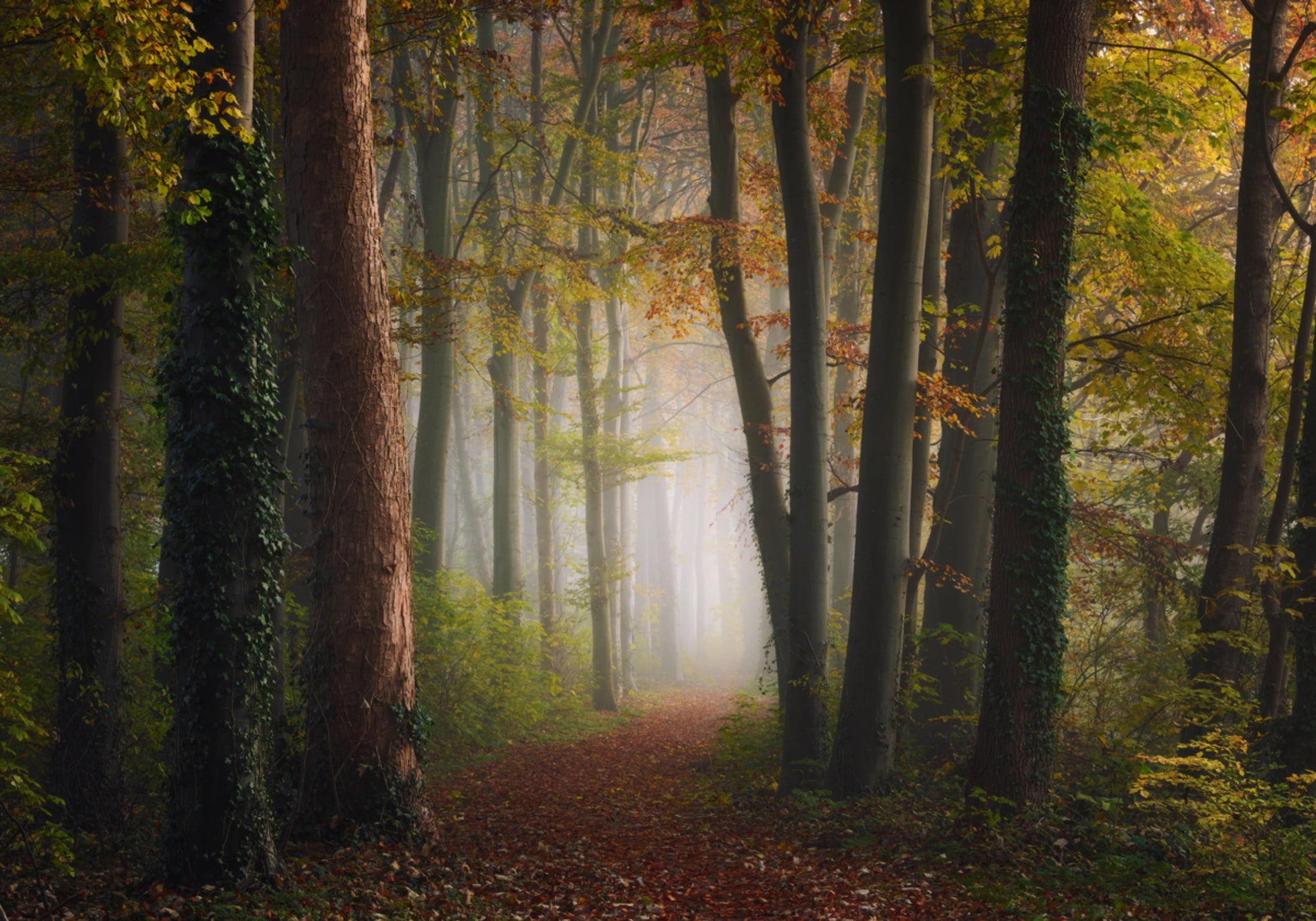 Chemin forestier d'automne brumeux