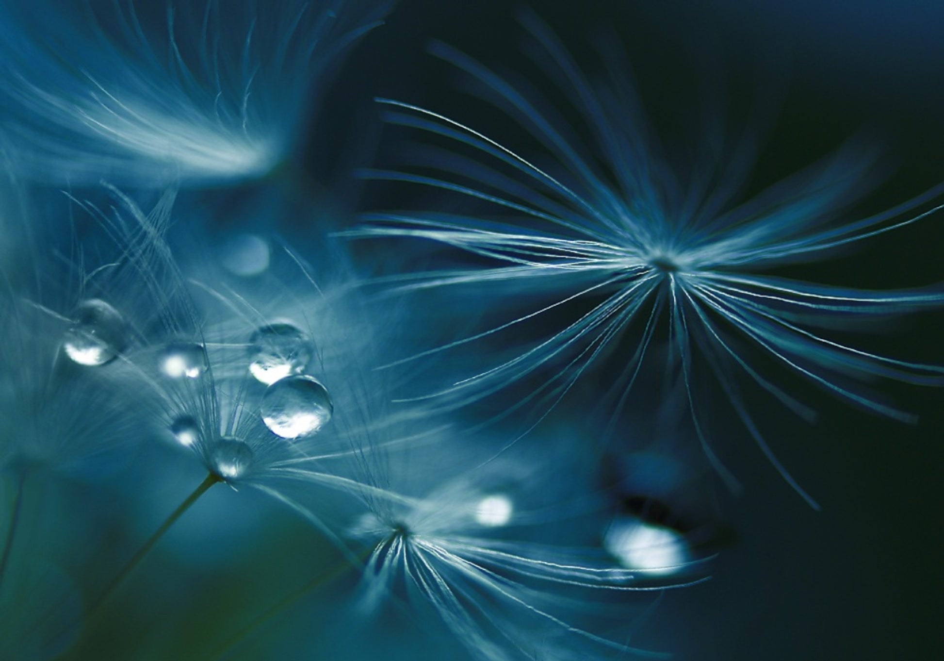 Graines de pissenlit scintillantes