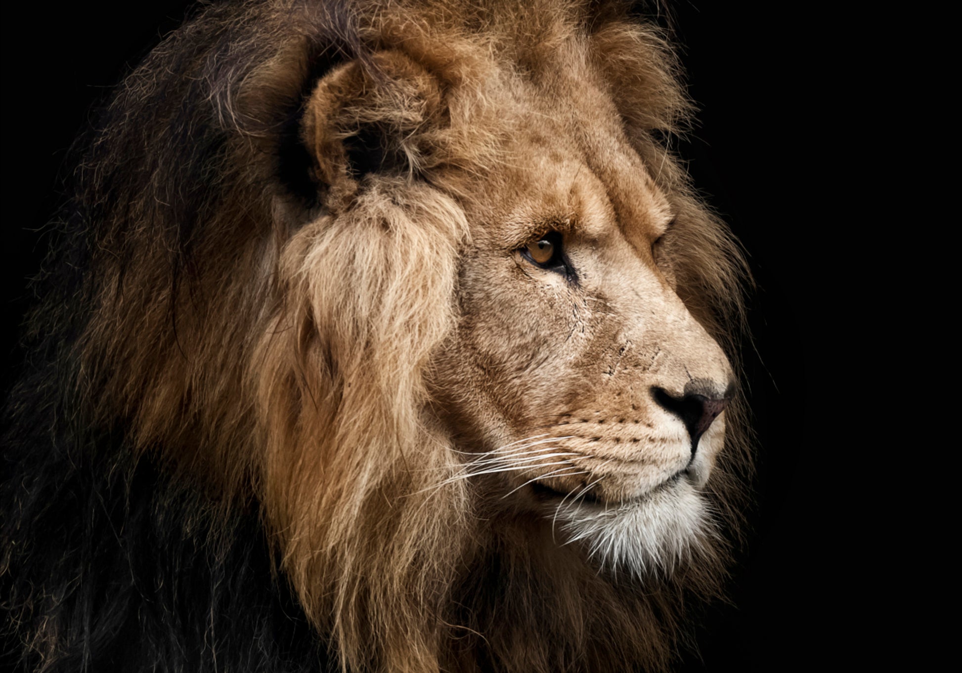 Profil de Lion majestueux