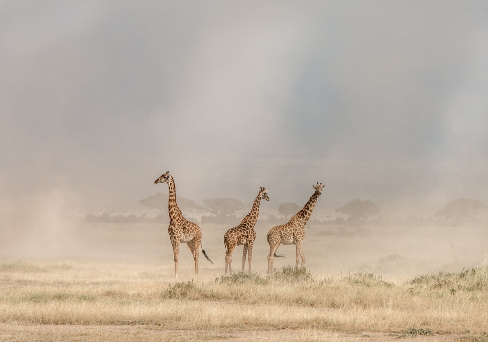 Girafes dans la poussière d'or