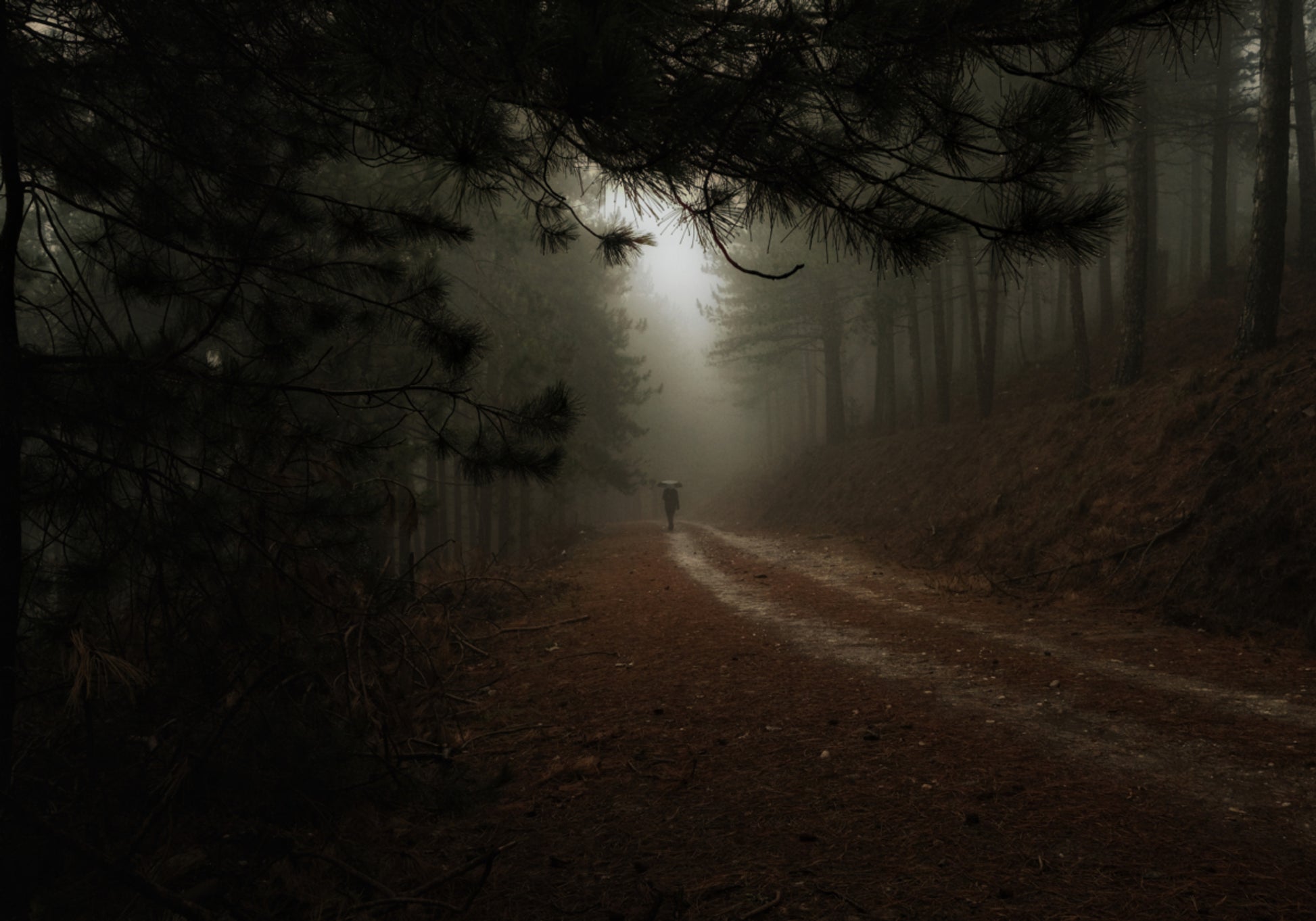Chemin forestier brumeux