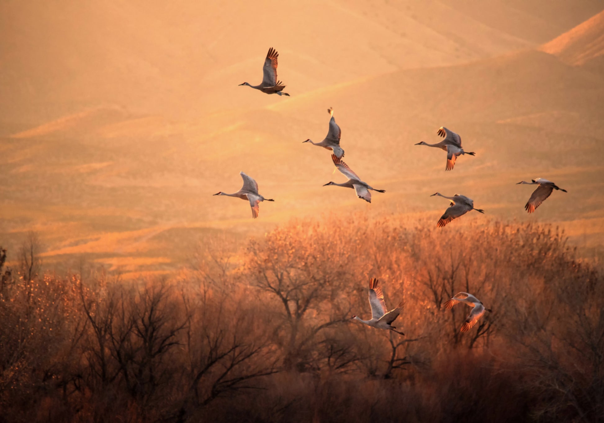 Grues de l'heure d'or