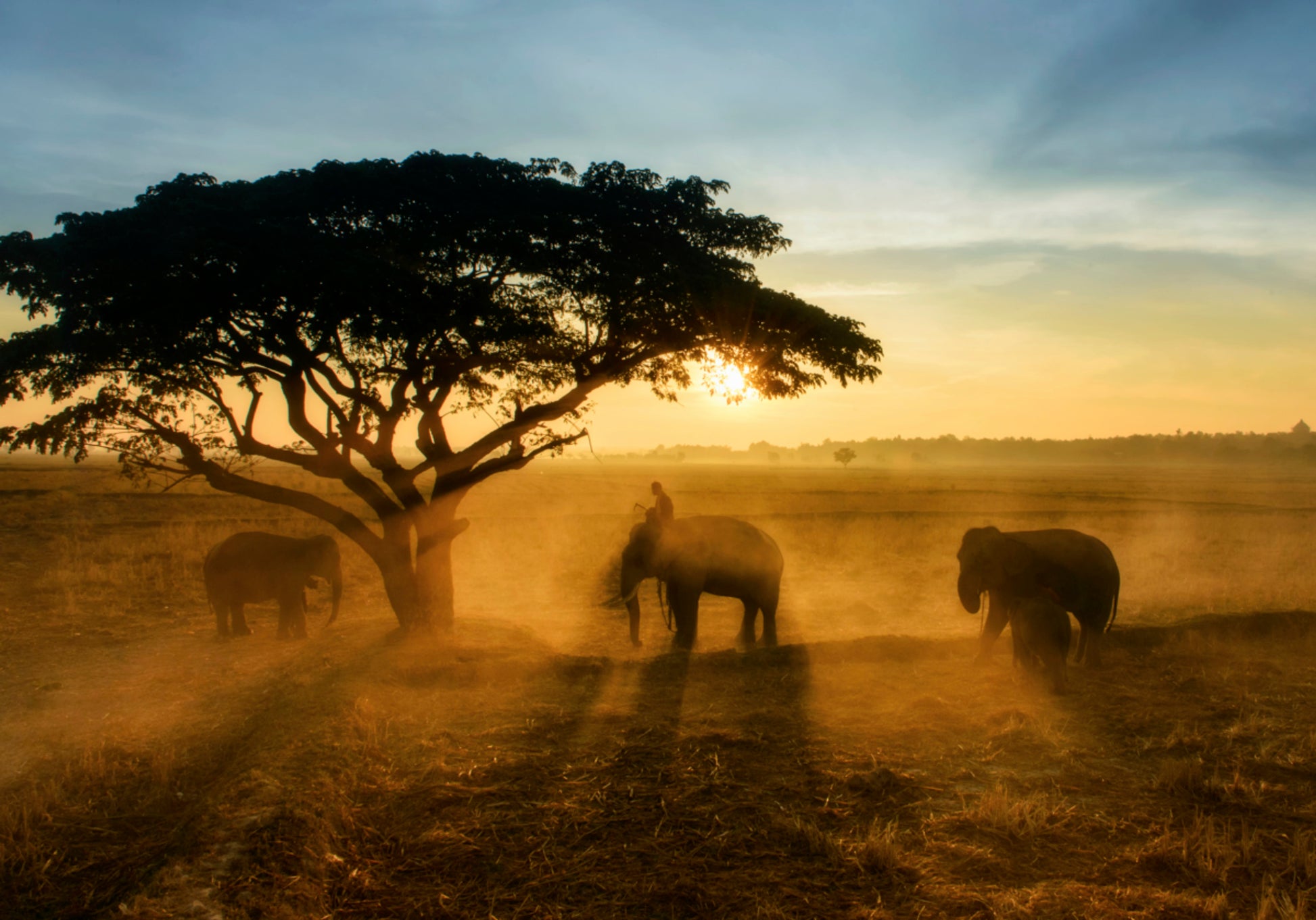 Coucher de soleil doré de l'éléphant