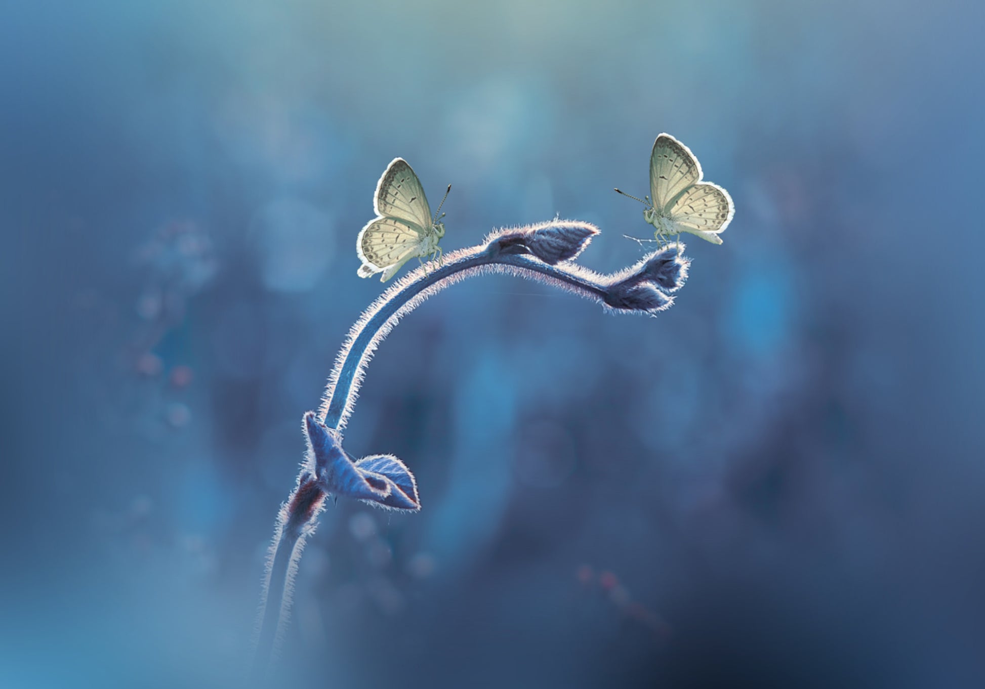 Duo de papillons délicats