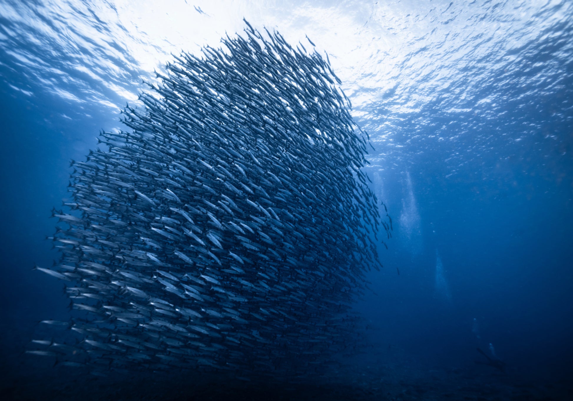 Banc de poissons bleu profond