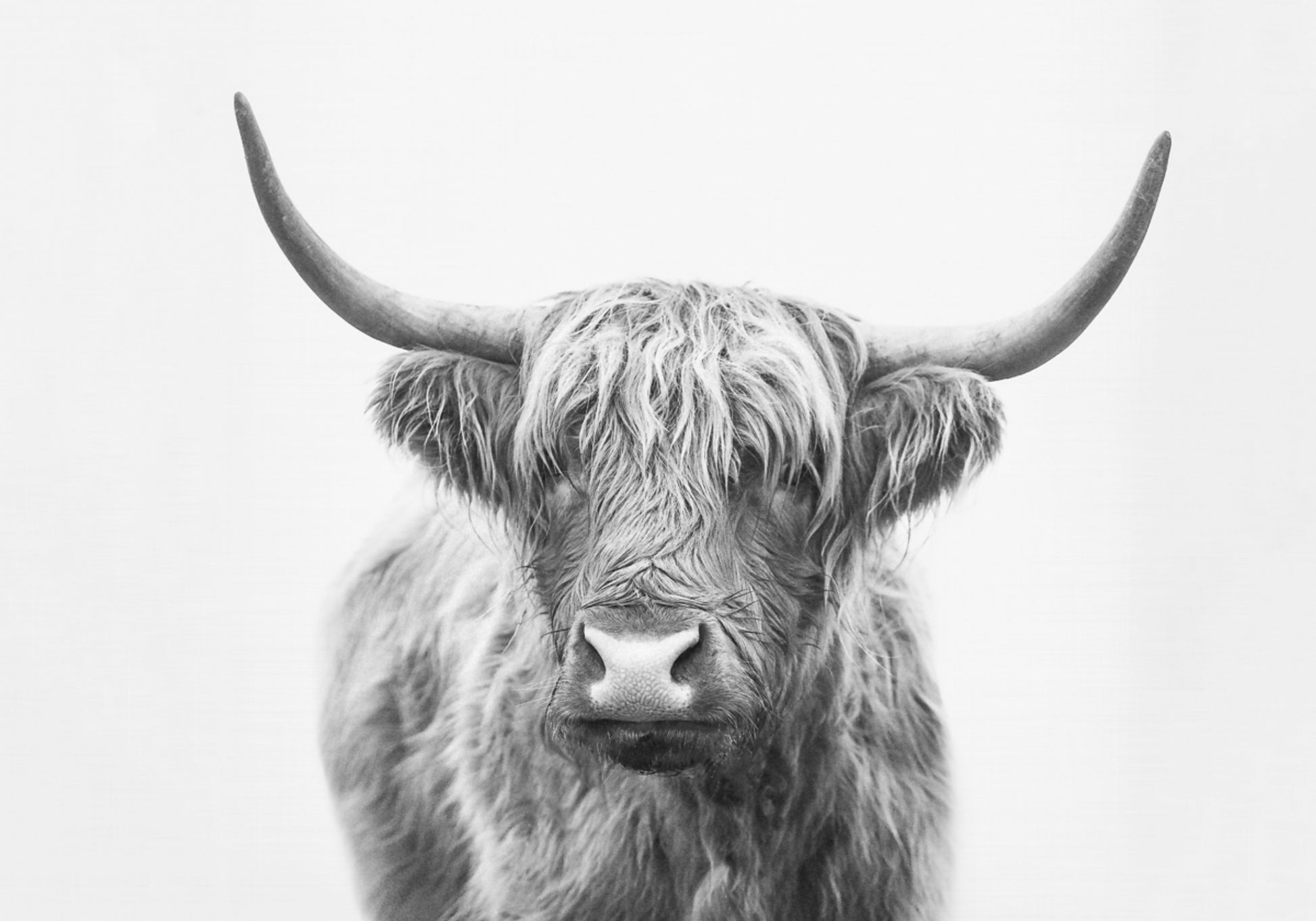 Taureau des Highlands