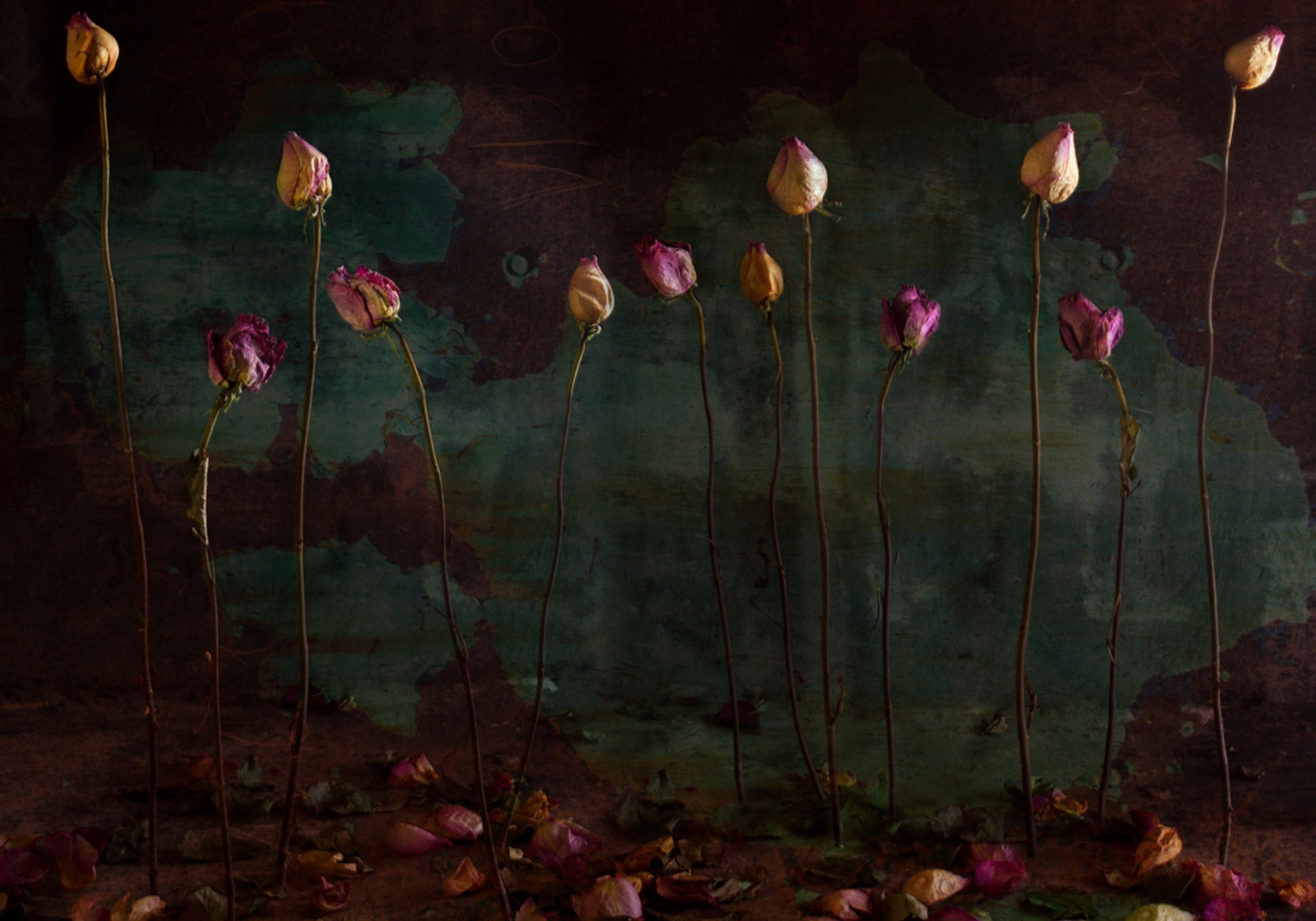 Roses séchées de mauvaise humeur