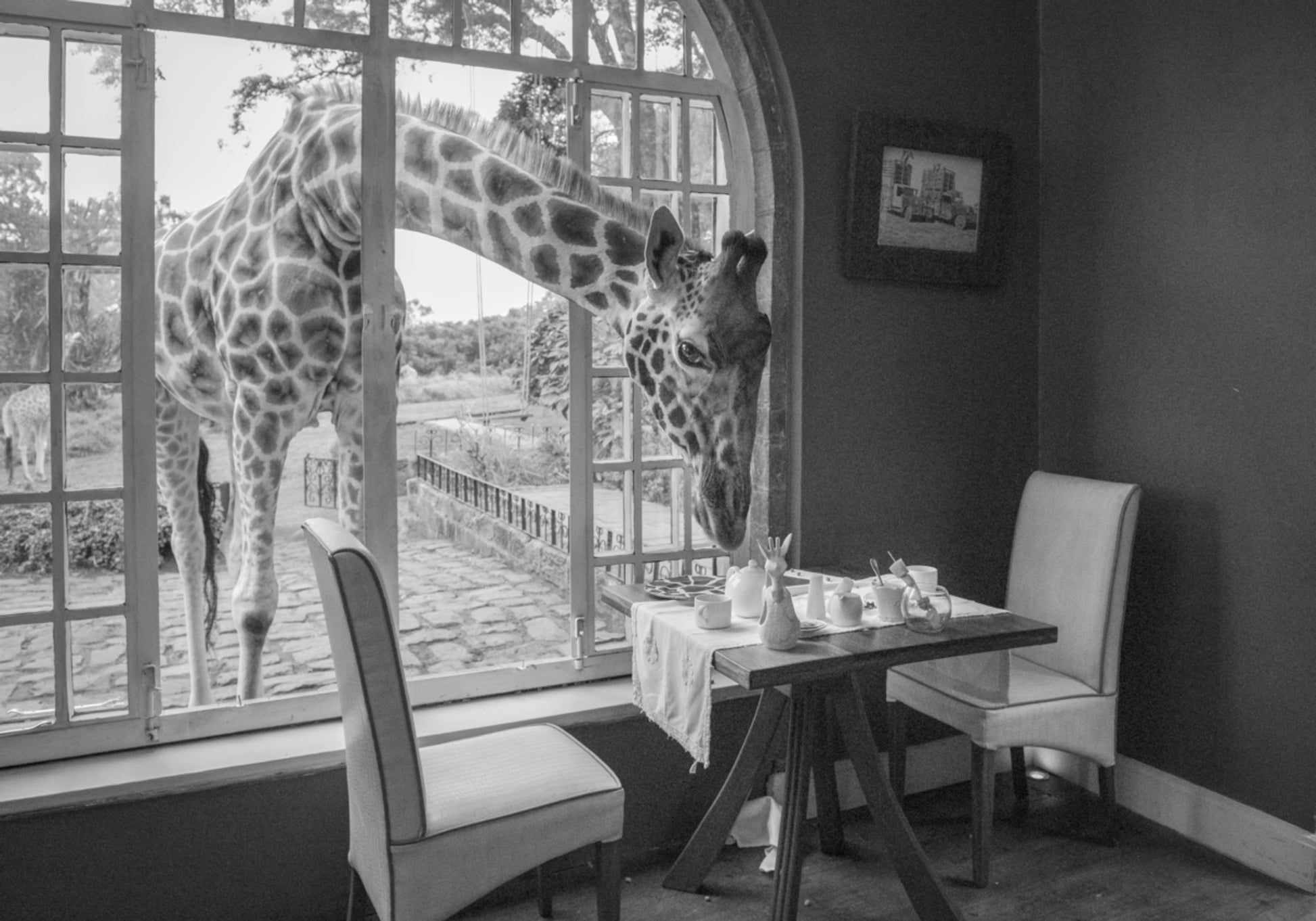 Invité girafe du matin