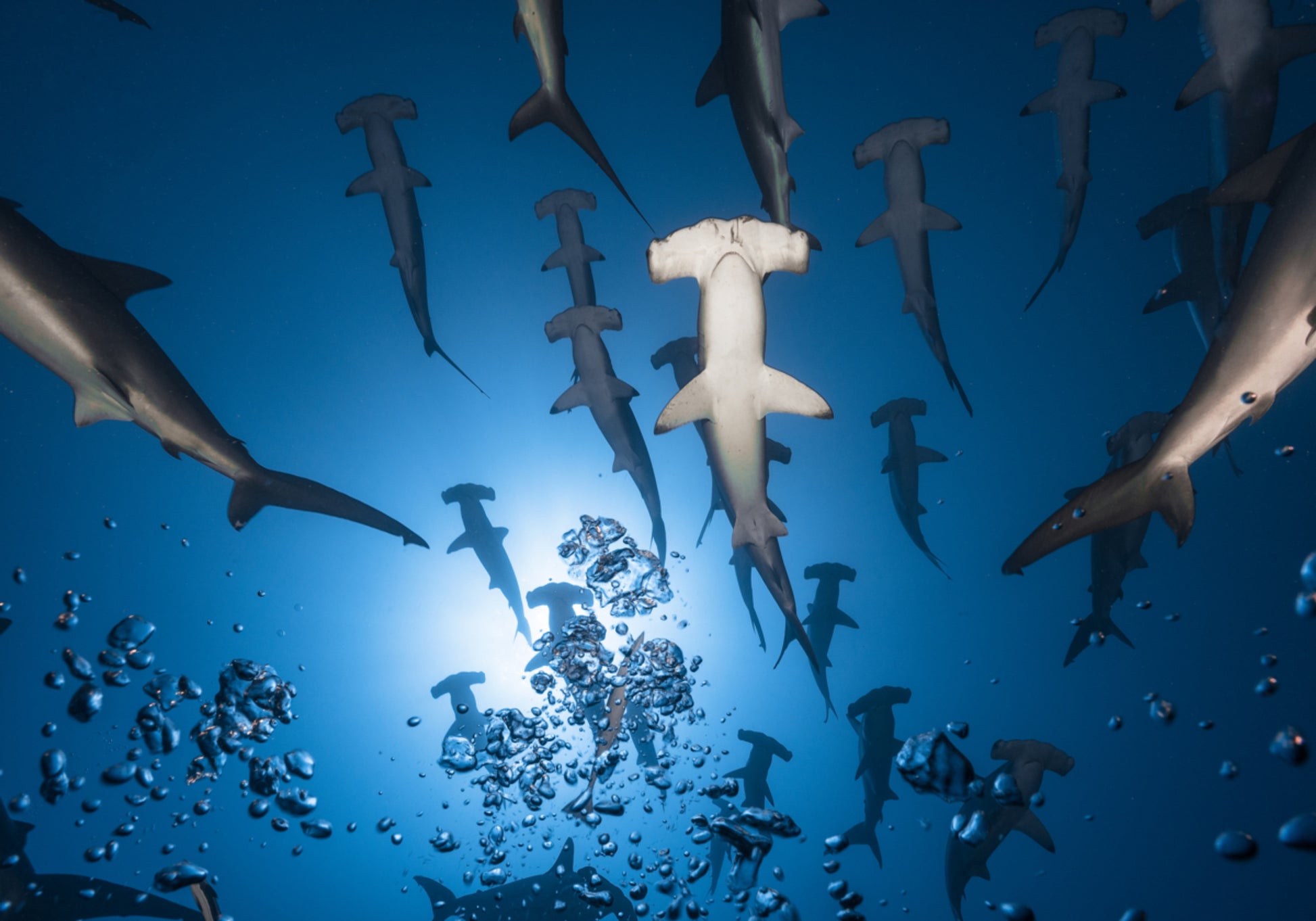 École Hammerhead sous l'eau