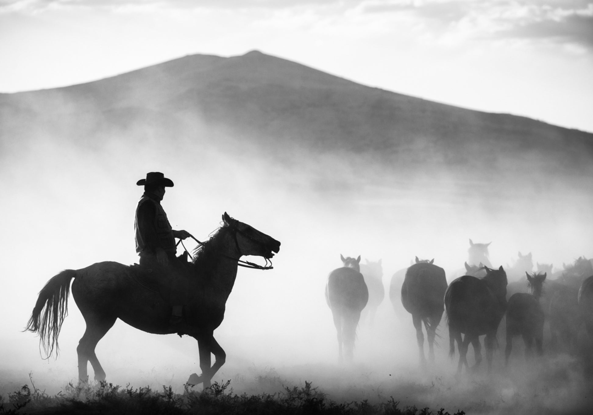 Chevaux de troupeau de cowboys