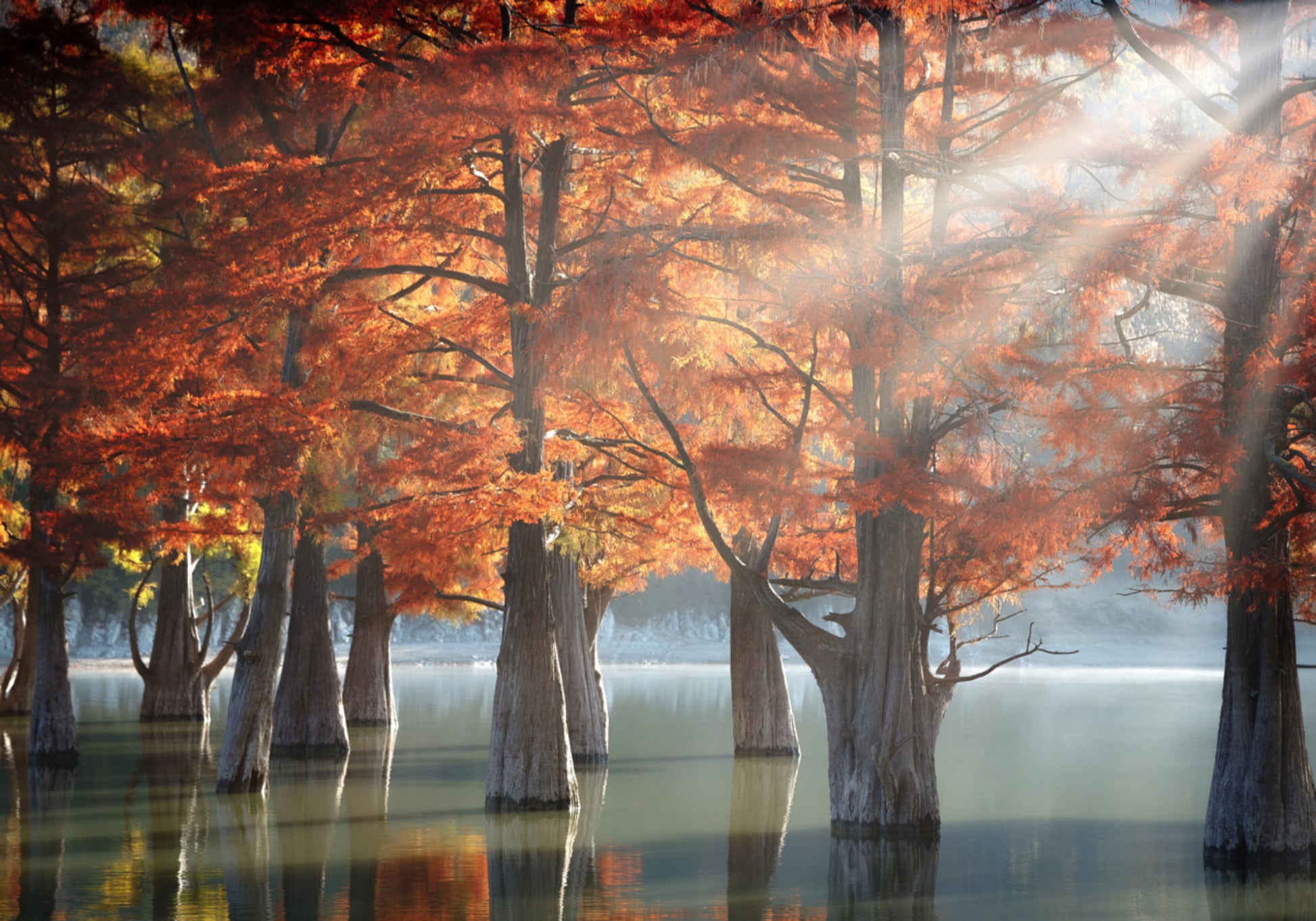 Lac Cyprès d'automne doré