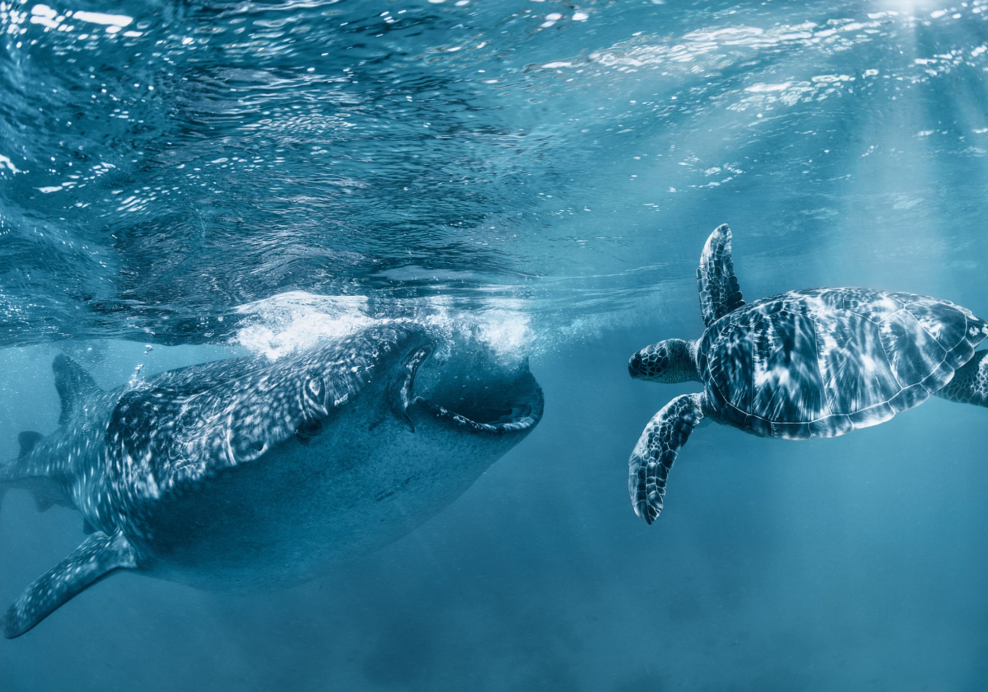 Nage de tortue, requin-baleine