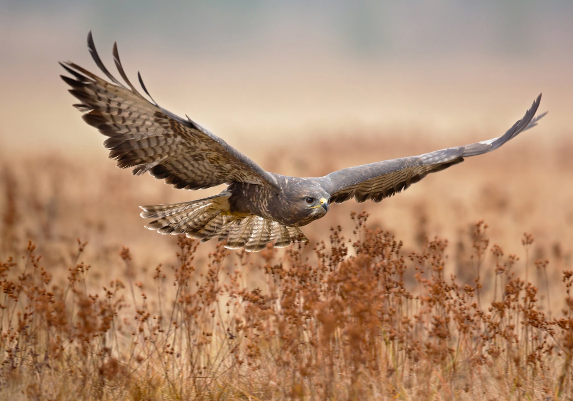 Majestic Hawk en vol
