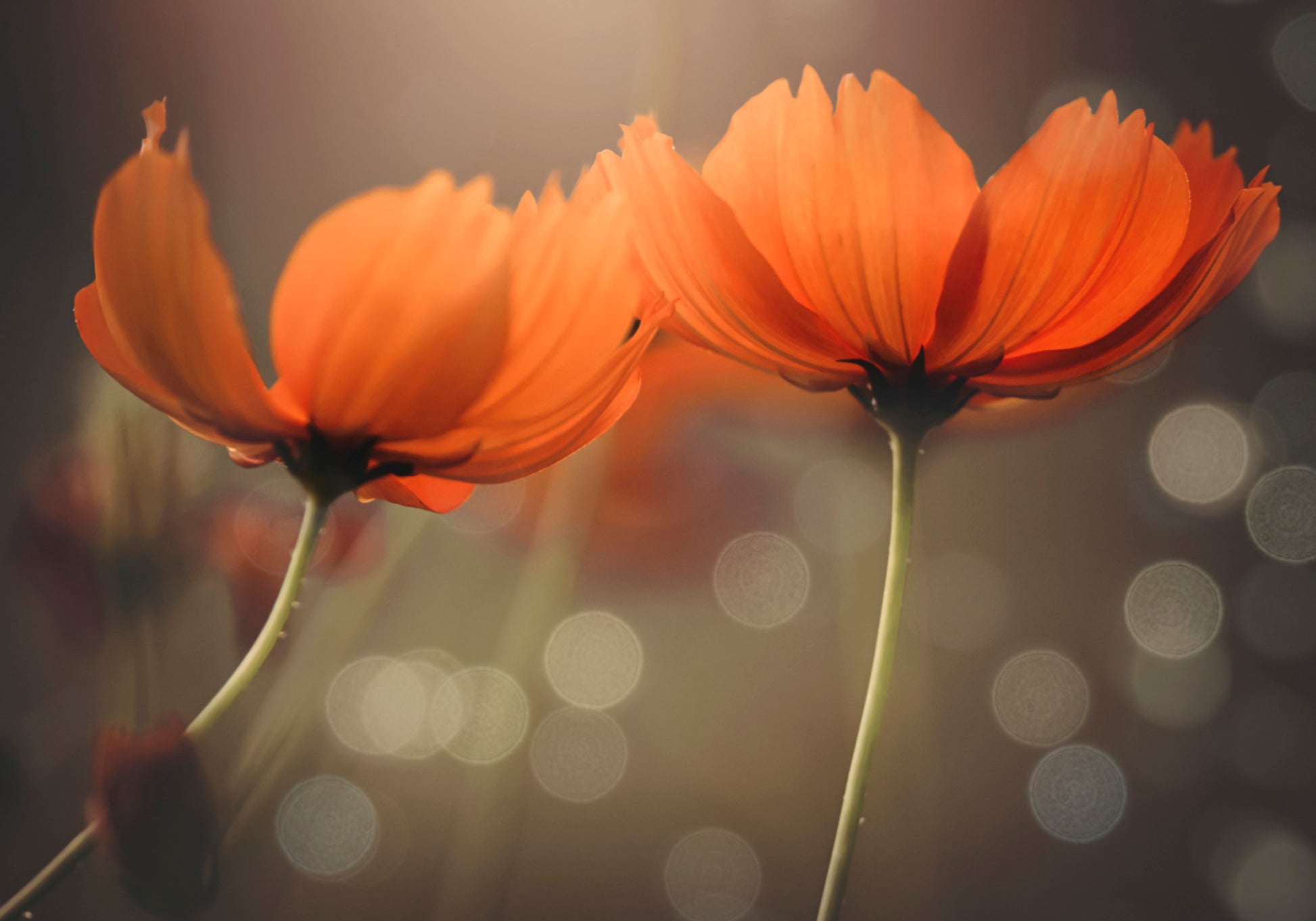 Fleurs de cosmos rougeoyantes