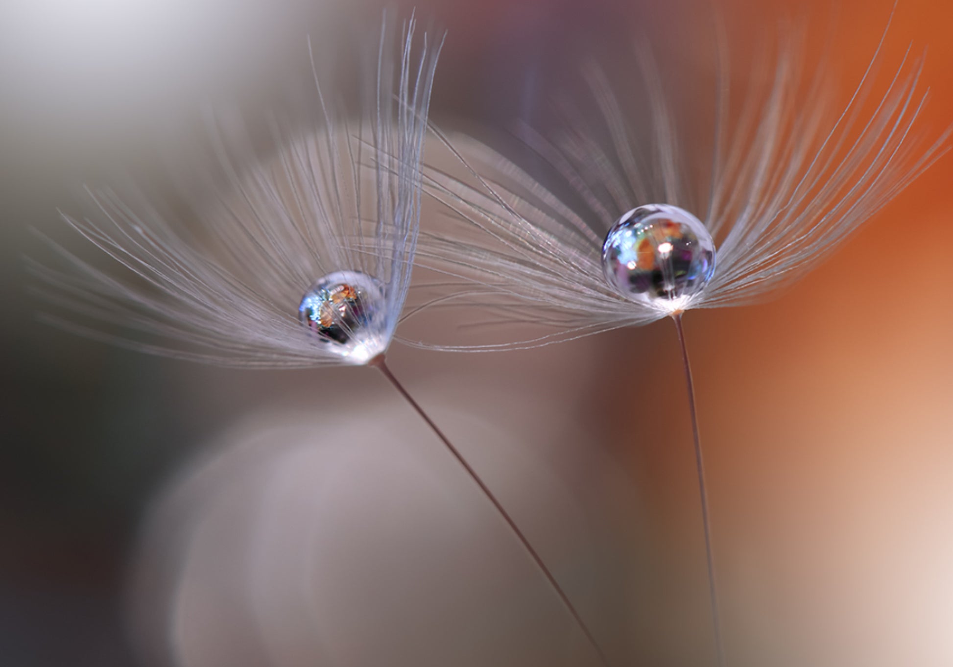 Réflexions délicates de pissenlit