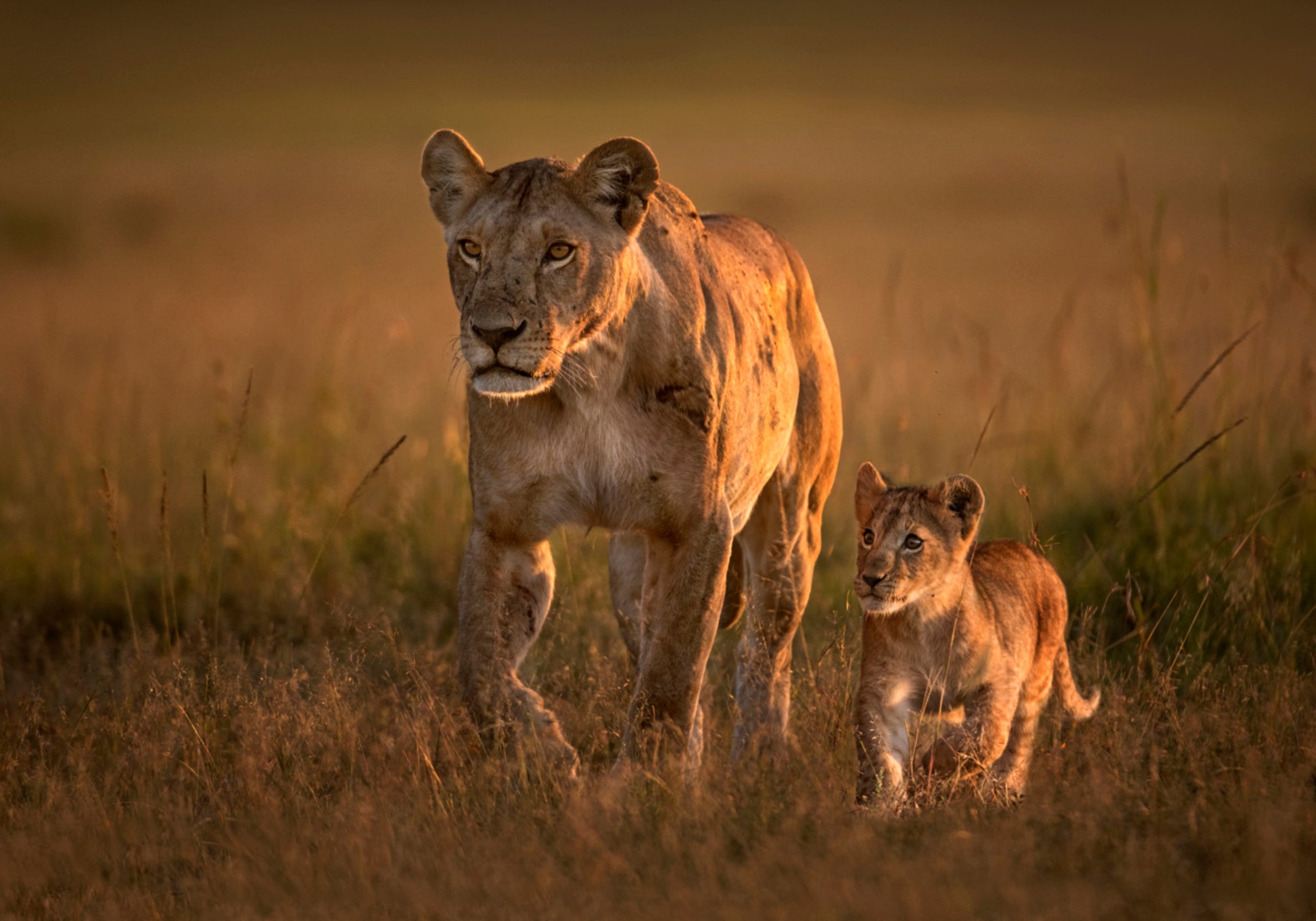 Famille de Lions de la Savane Dorée