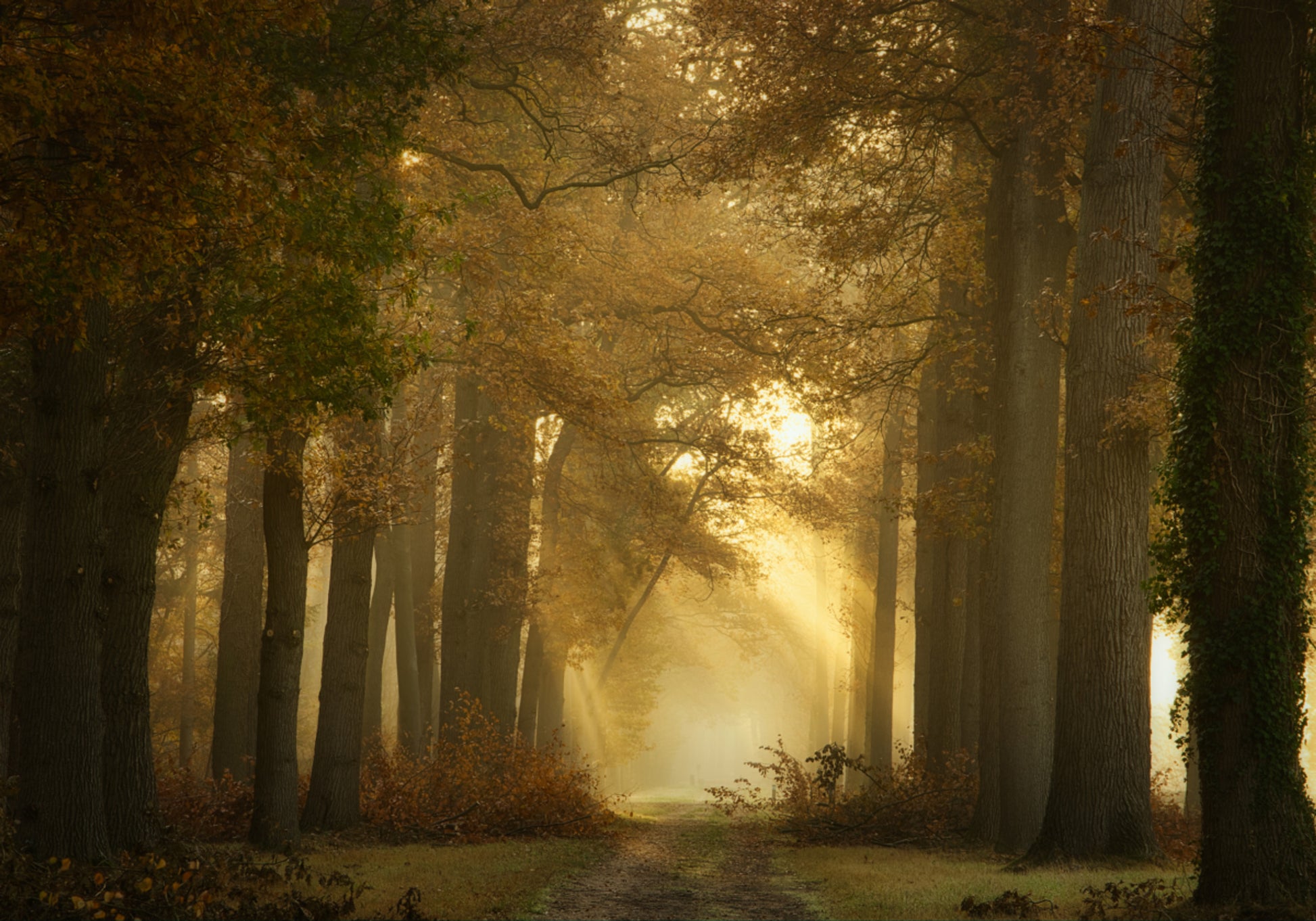 Chemin forestier du matin doré