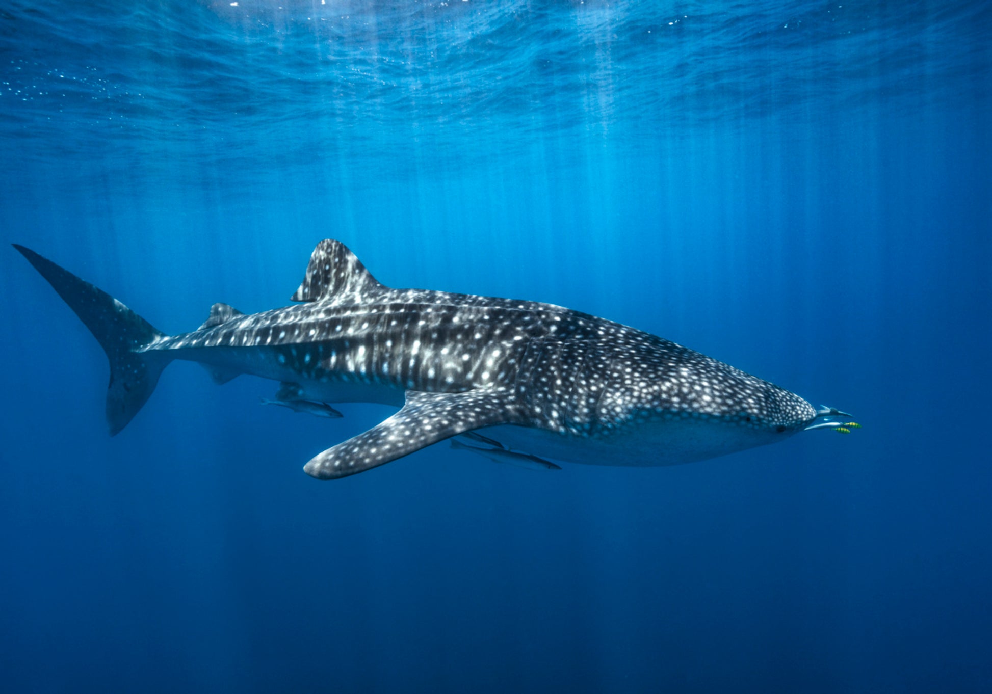 Requin baleine majestueux