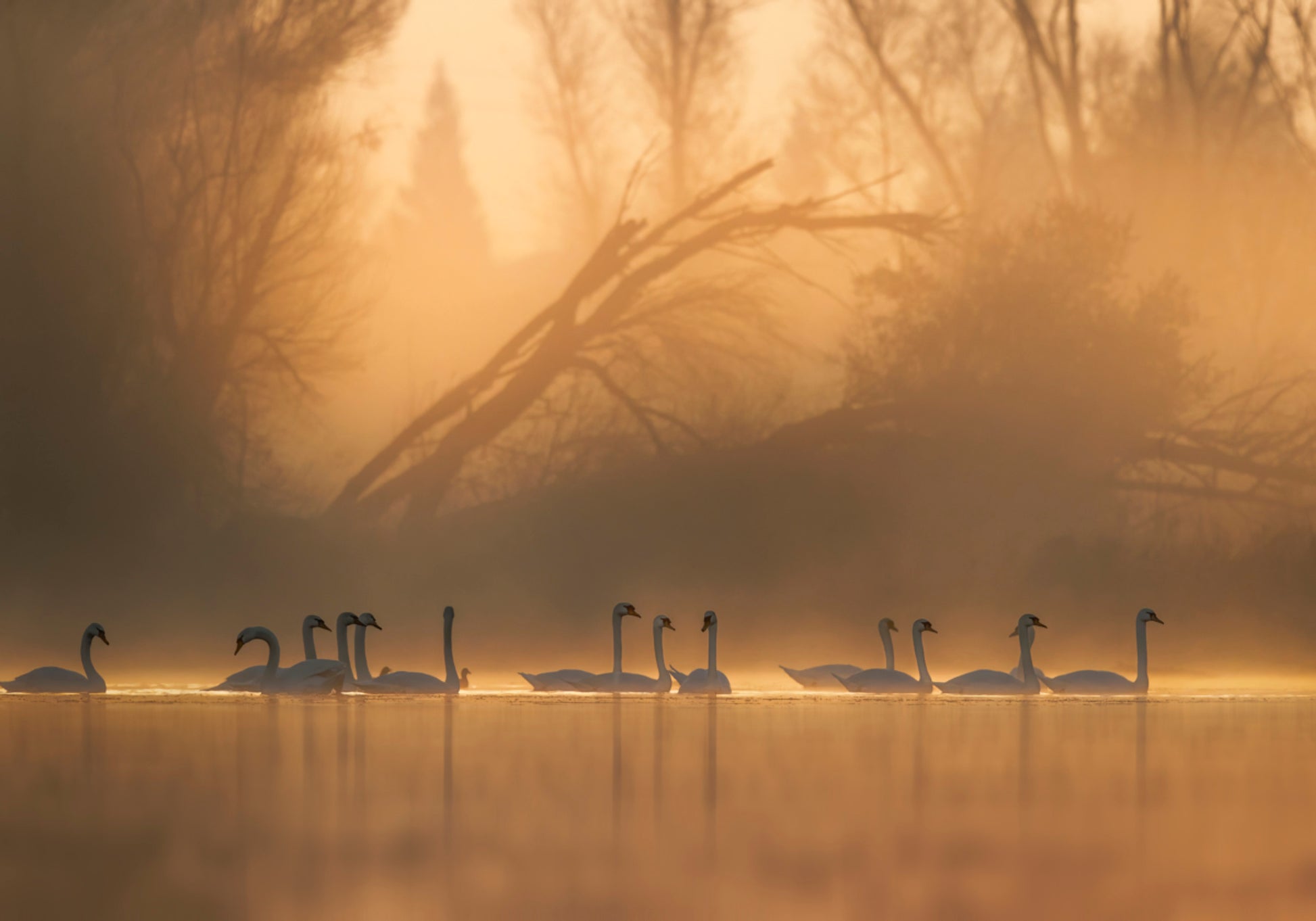 Cygnes dans la brume dorée