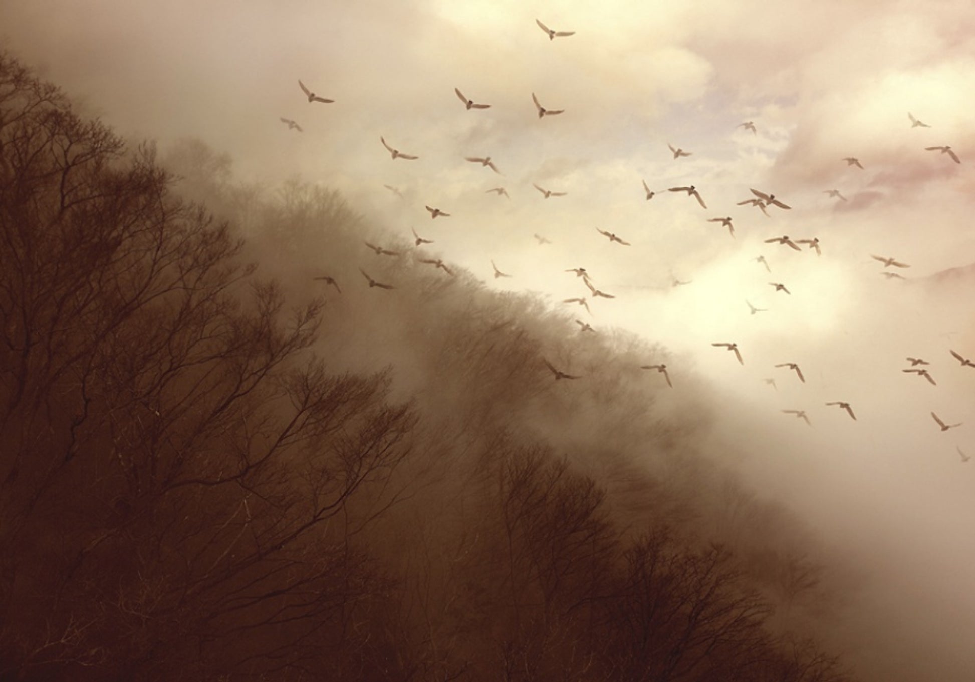 Oiseaux dans la brume dorée