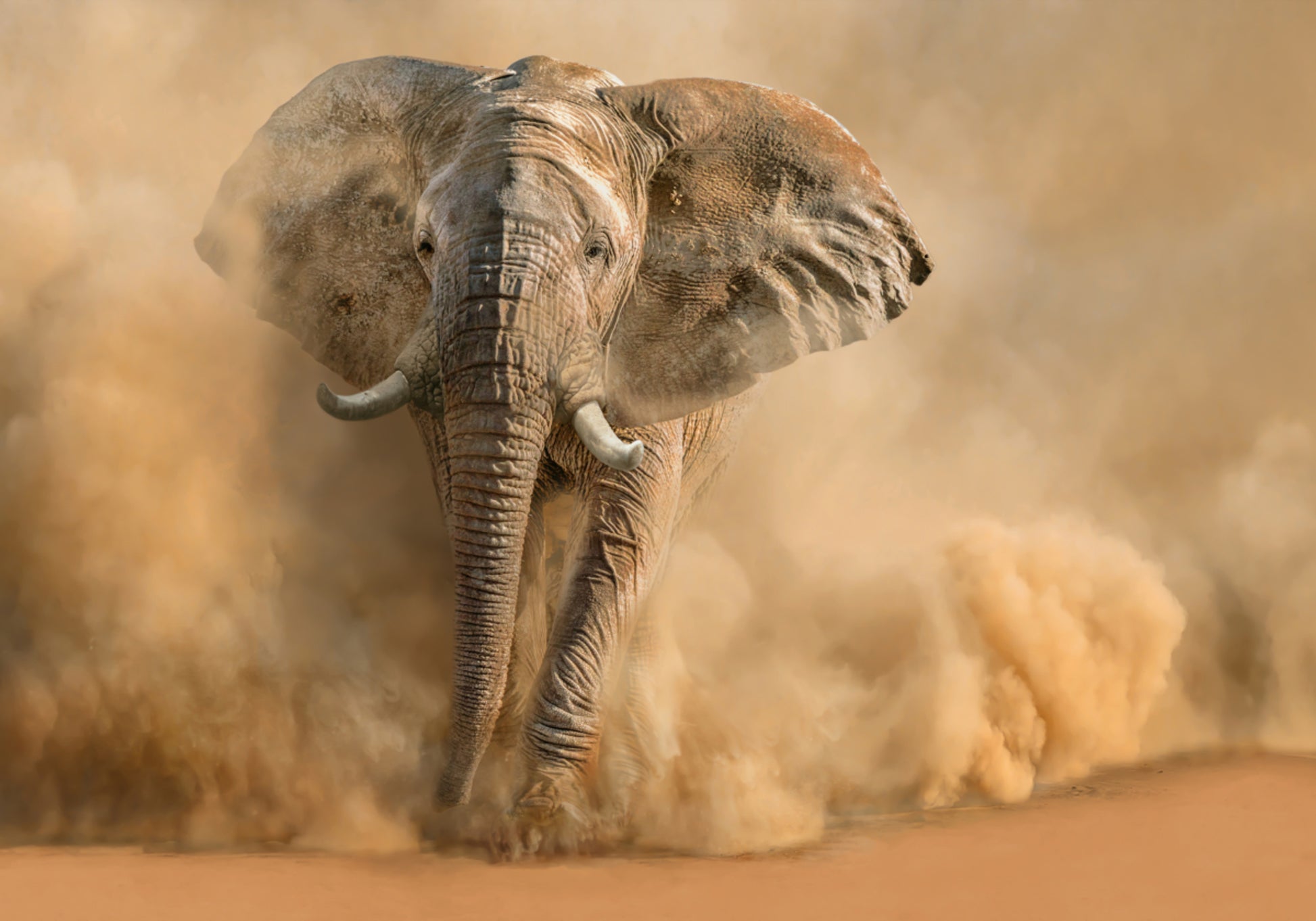 Nuage de poussière d'éléphant majestueux