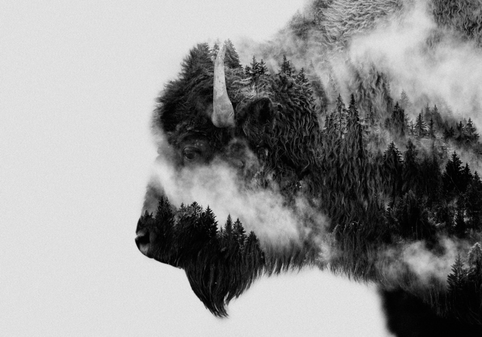 Esprit du bison des forêts