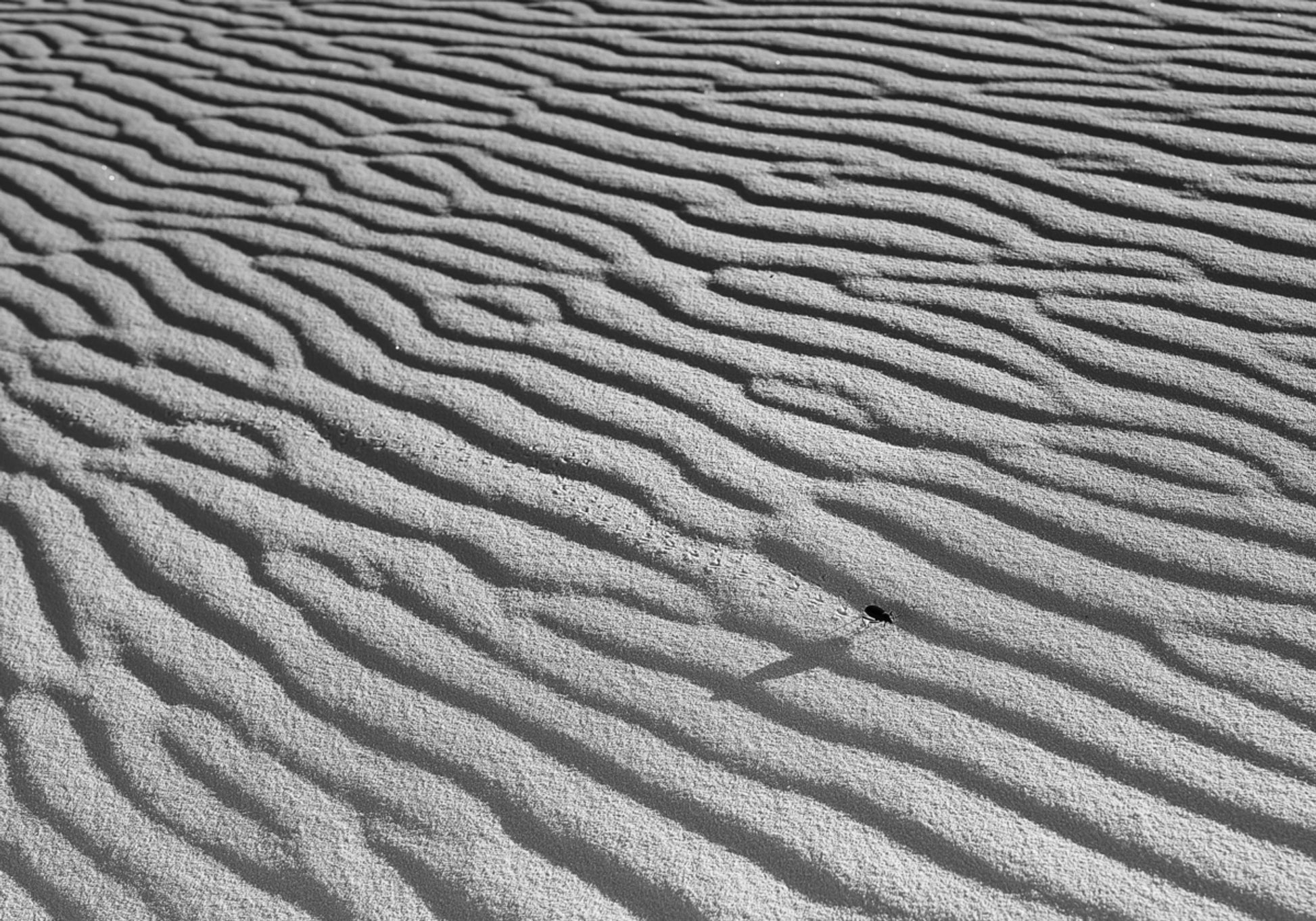 Sable ondulé et insecte