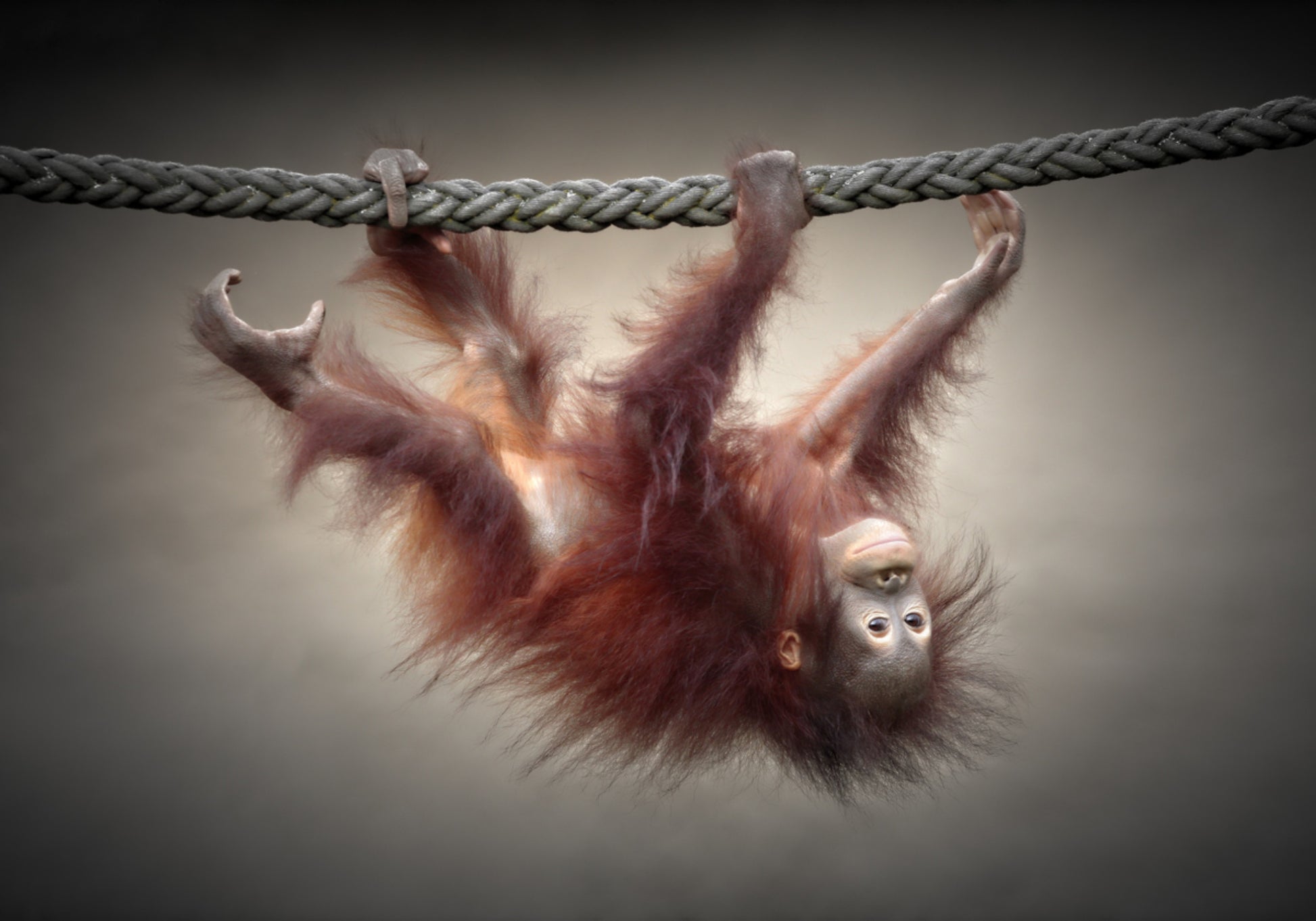Bébé orang-outan espiègle