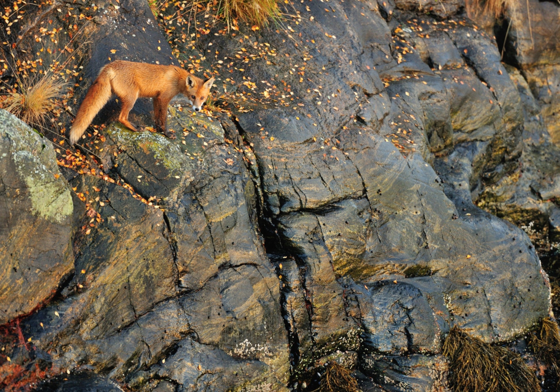 Renard roux sur les rochers d'automne