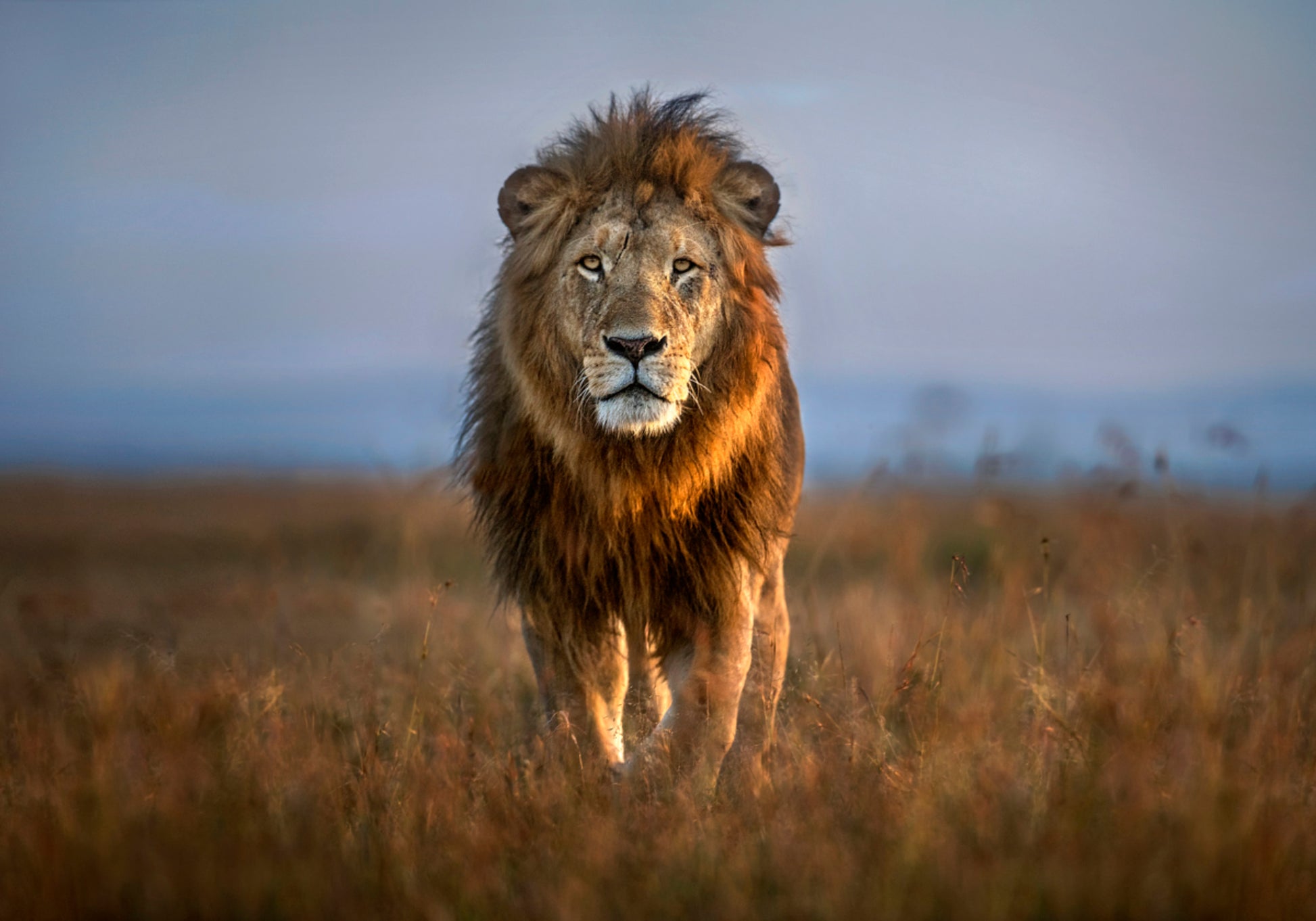 Majestueux Lion d'Afrique