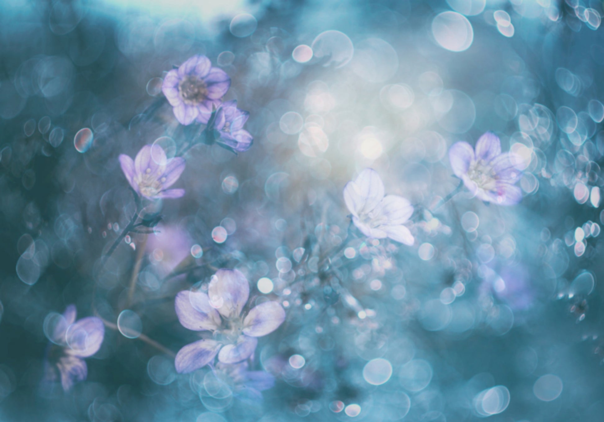 Fleurs de bokeh de rêve