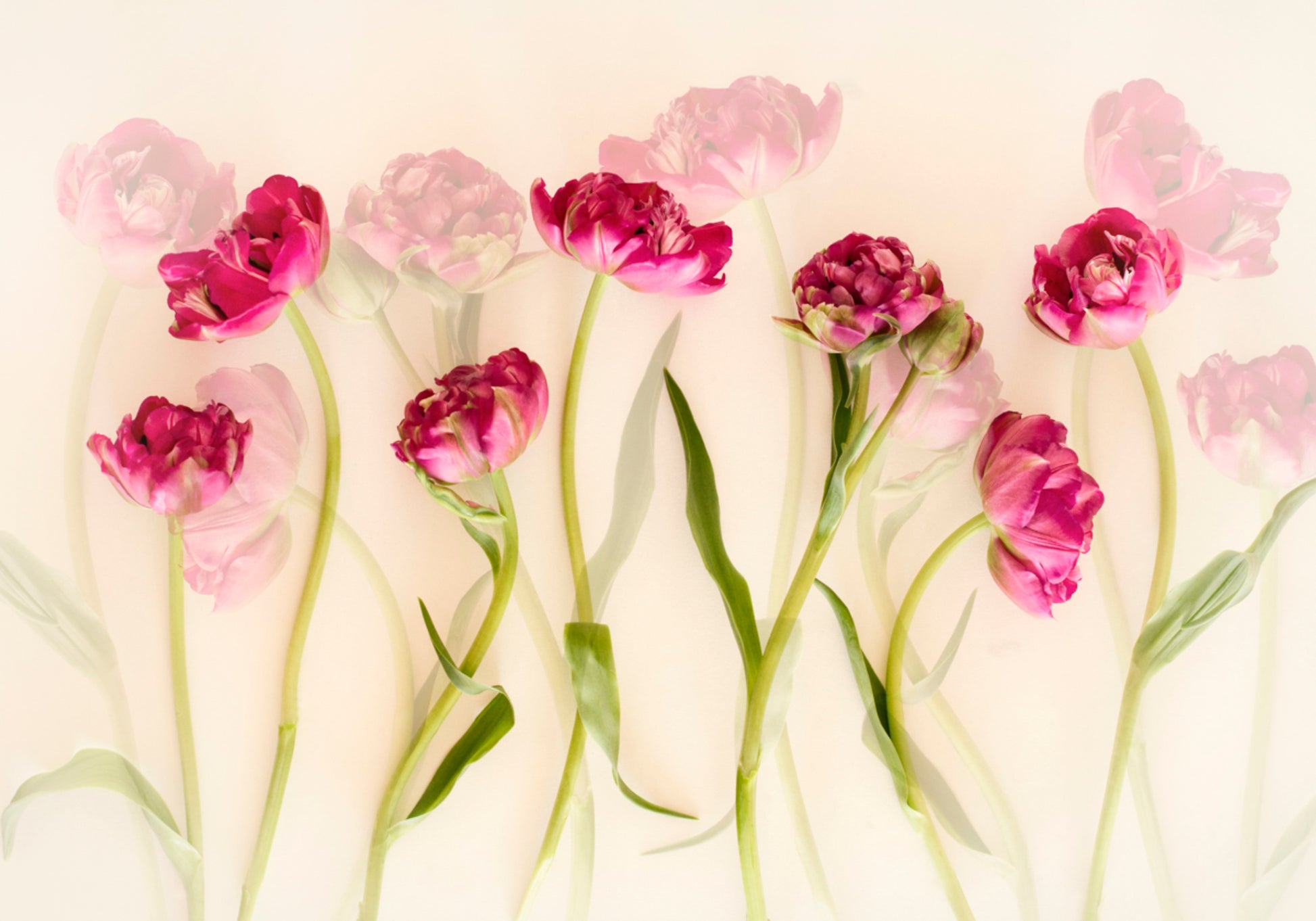 Tulipes roses de rêve
