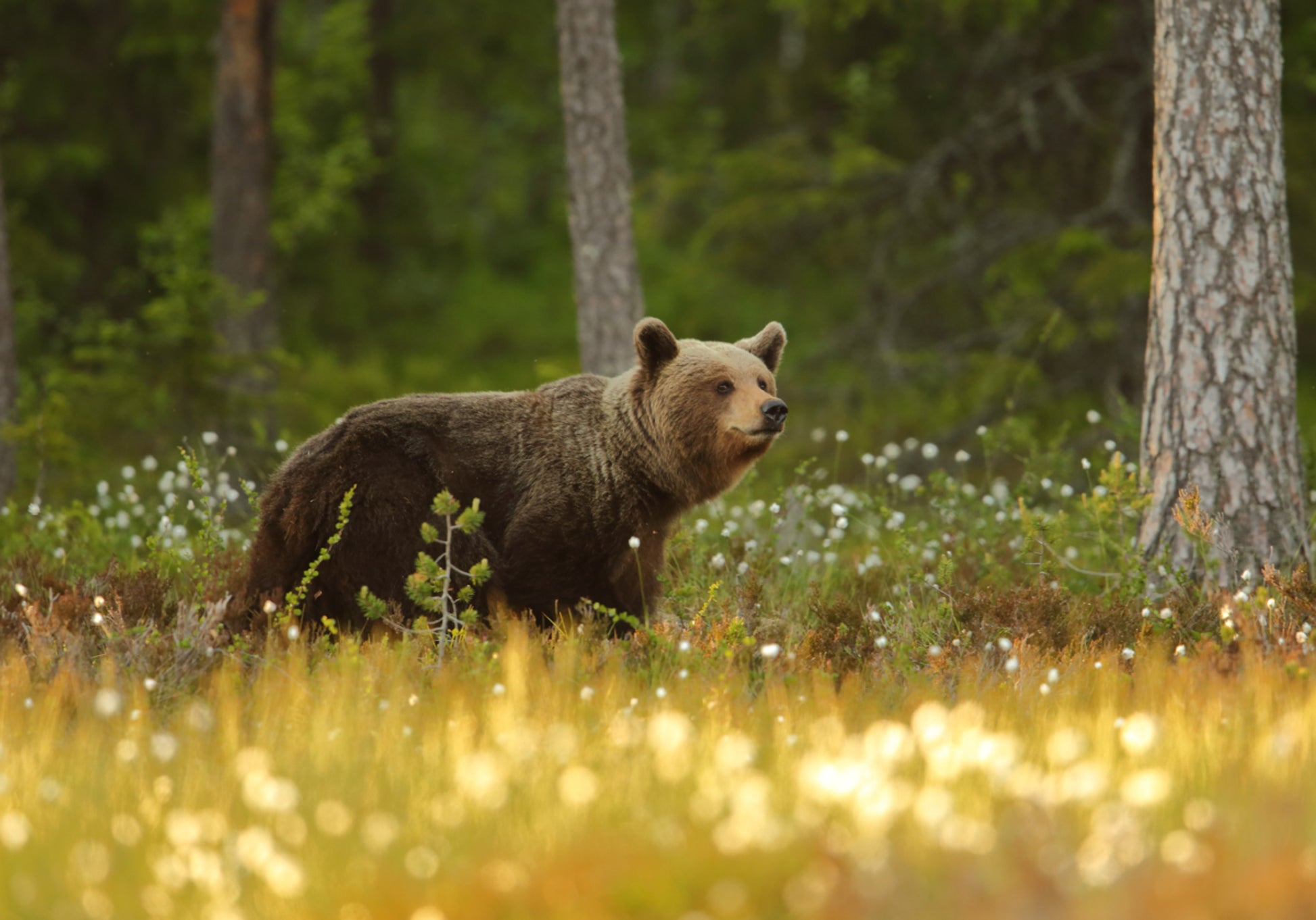 Ours brun en forêt