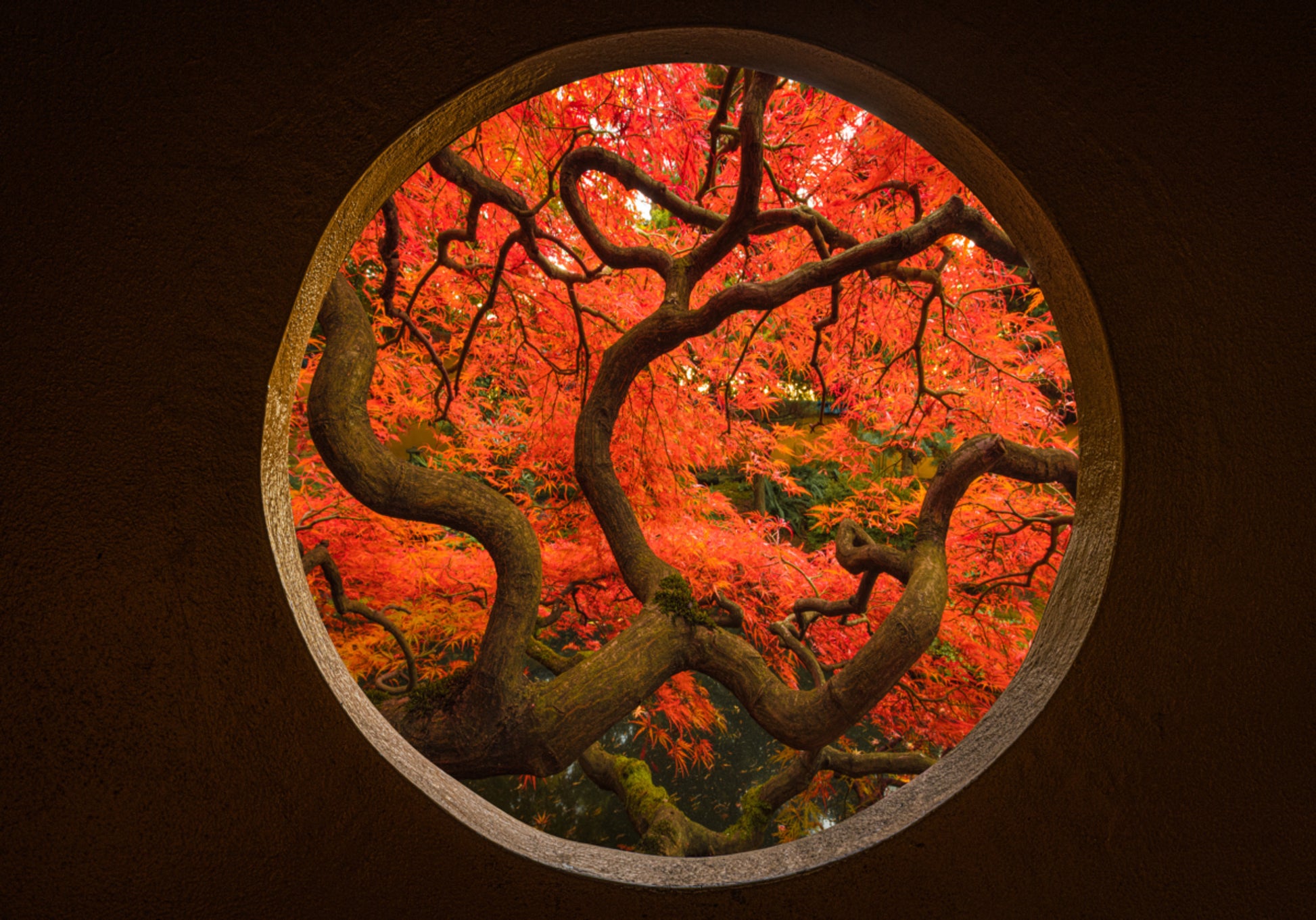 Portail d'érable d'automne