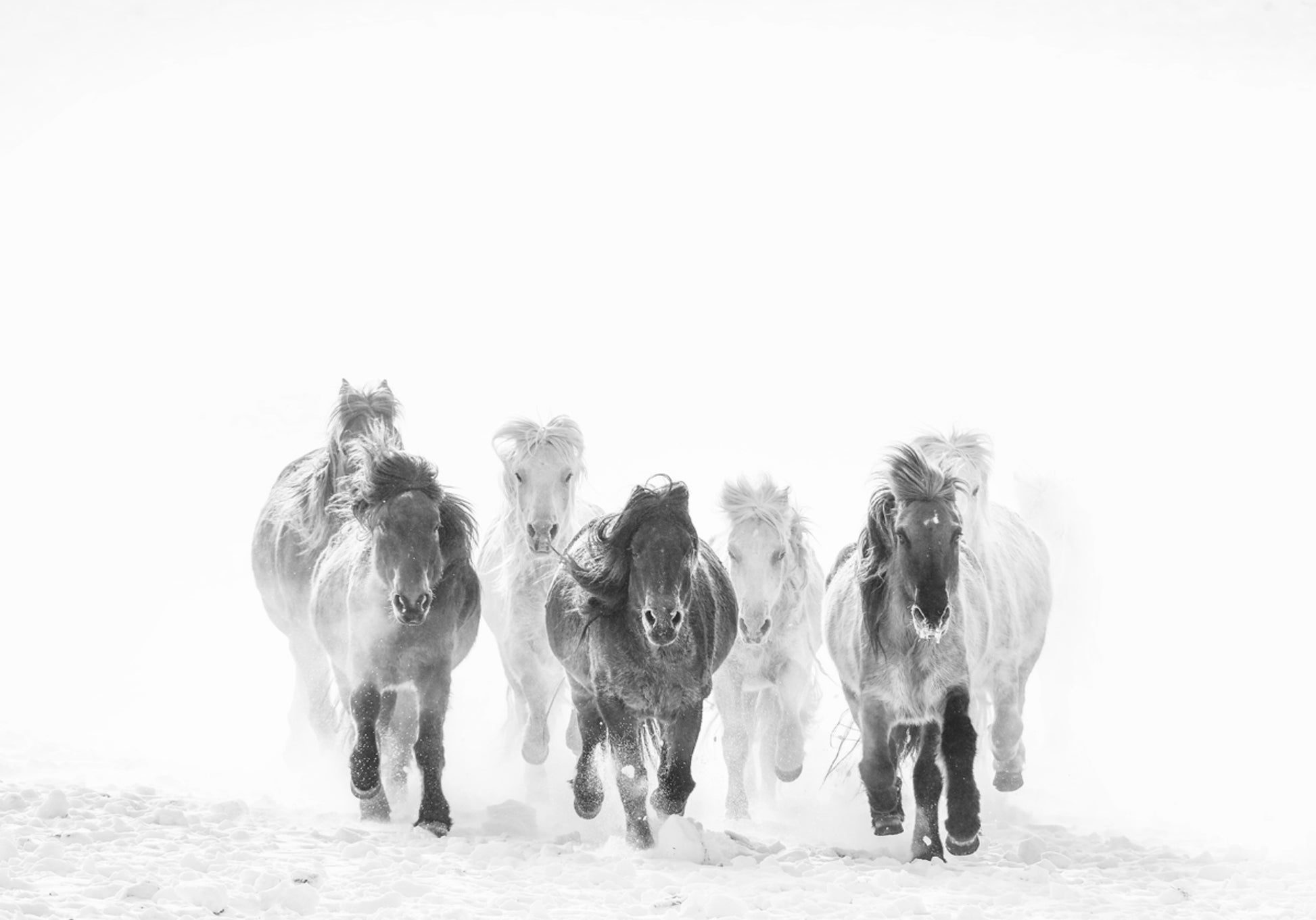 Chevaux majestueux hiver
