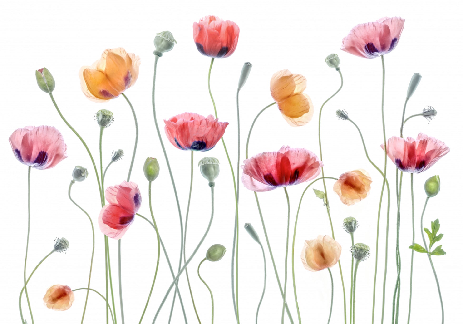 Fête du coquelicot