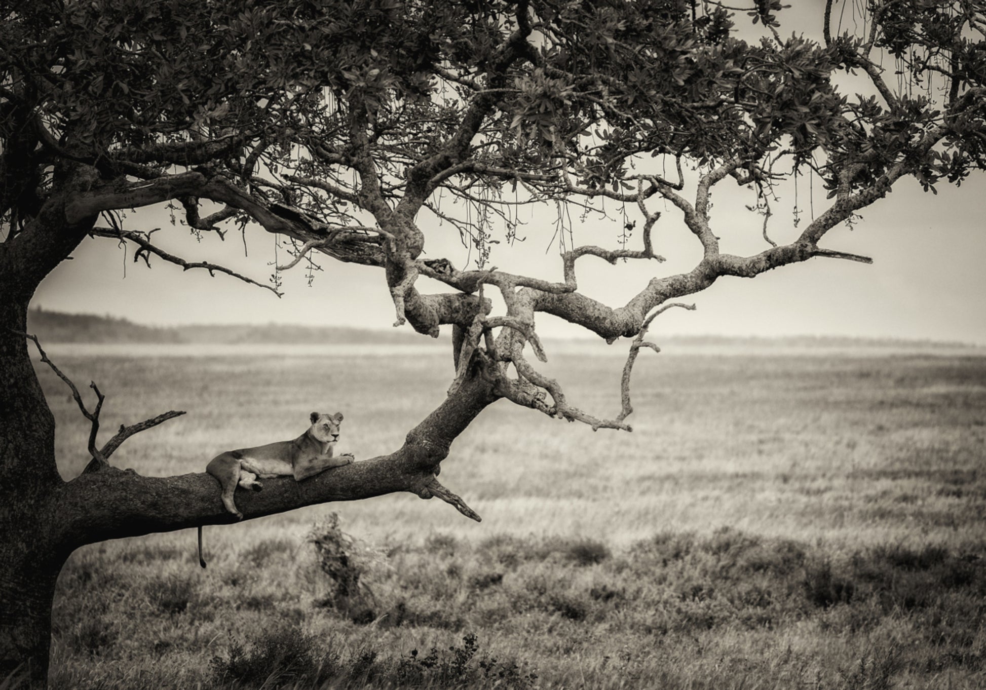 Lionne sur une branche d'arbre