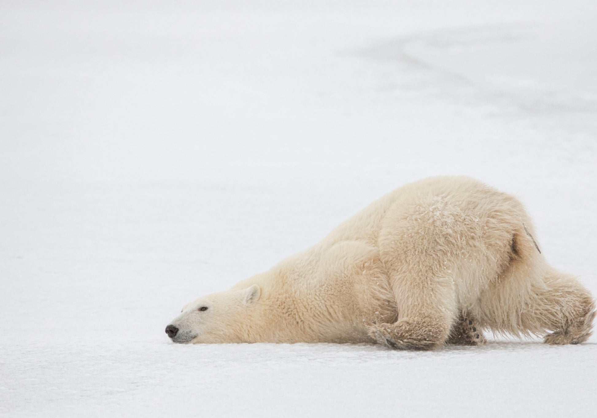 Sieste paisible de l'ours polaire